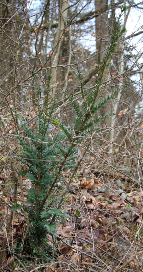 Ein Baum, der sich hier - sofern er nicht versehentlich z. B. von der "Vogelwelt" verloren worden ist - wohl an den Waldrand des Hirschbergwaldes verirrt zu haben scheint?
Allerdings sind Samen, Rinde sowie Nadeln der Eibe giftig!
https://de.wikipedia.org/wiki/Eiben

Aufnameort: Östlich des Friedhofes Eiershausen
Kamera: Canon EOS 700 D