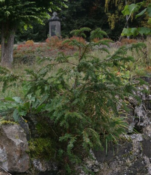 Eine Eibe auf einer Mauer aus Steinen aufwachsend
https://de.wikipedia.org/wiki/Eiben

Aufnameort: Eiershausen Kriegsdenkmal
Kamera: Canon EOS 700D