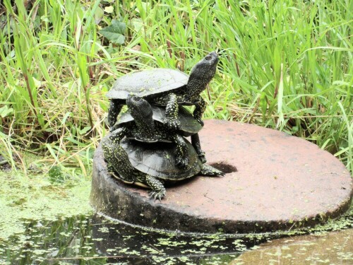 Schildkröten stapeln sich im Garteteich

Aufnameort: Breisach am Rhein
Kamera: Samsung