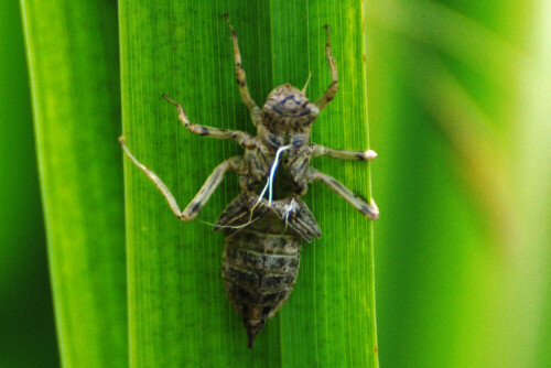 Exuvien werden die leeren Hüllen von Insektenlarven (hier Libelle) bezeichnet

Aufnameort: Fischteich in der Wetterau
Kamera: Nikon D 3000