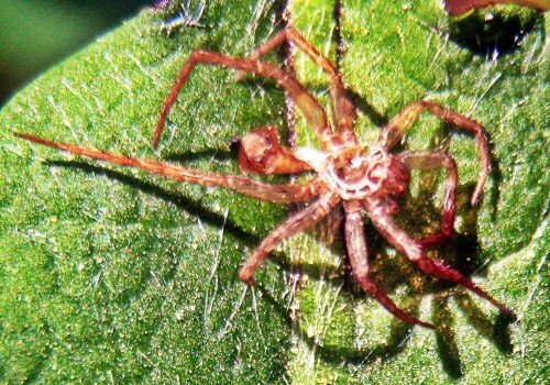 Ähnlich wie Schlangen oder viele Insekten(-stadien)(Metamorphose) häuten sich Spinnen um ggf. ihr Wachstum kompensieren zu können.
https://de.wikipedia.org/wiki/Häutung

Aufnameort: Eiershausen Waldrand Hirschberg
Kamera: Canon EOS 1300D