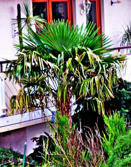 facherpalme-trachycarpus-21134.jpeg