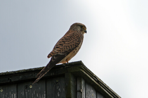 Ein Falke hält auf dem Dach eines Jägerstandes Ausschau nach Futter. Das schöne Tier lies mich bis auf 12m herankommen.

Aufnameort: Waldrand nähe Esbach in Mittelfranken
Kamera: Canon EOS400D + Canon EF 300 4.0 USM IS L