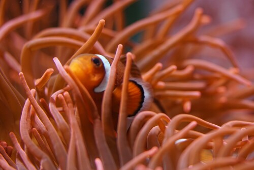 Dieser falsche Clownfisch ist nur scheinbar in Gefahr: Durch evolutionäre Anpassung kann dem Fisch das Nesselgift der Kupferanemone nichts anhaben.

Aufnameort: Kölner Zoo
Kamera: Sony Alpha 7/II