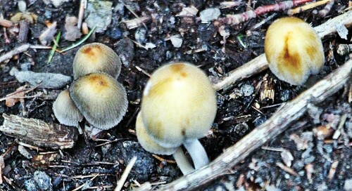 Der Gemeine oder Falten-Tintling gehört zur Familie der Mürblingsverwandten(Psathyrellaceae).
https://de.wikipedia.org/wiki/Falten-Tintling

Aufnameort: Eiershausen Hirschbergwald
Kamera: Canon EOS 1300D