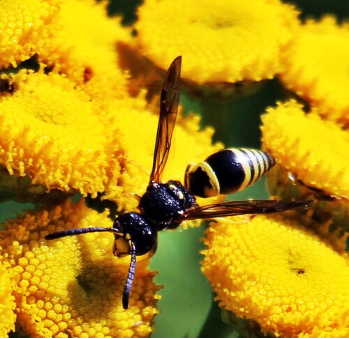 Die Faltenwespe(Ancistrocerus gazella) gehört zu den Solitären(einzellebenden) Faltenwespen(Eumeninae).
Jene Art kommt von Nordafrika über Südeuropa bis nach Mittelschweden vor. Sie sucht sonnenexponierte Orten zur Anlage ihres Nestes - auch durchaus in der Nähe des Menschen(=synanthrope Art).
In Mitteleuropa zählt sie zu den häufigsten Arten von Faltenwespen.
Anfang Mai bis Ende Oktober ist sie unterwegs.
https://de.wikipedia.org/wiki/Ancistrocerus_gazella

Aufnameort: Eiershausen Straßenrabatte An der Lei
Kamera: Canon EOS 1300D