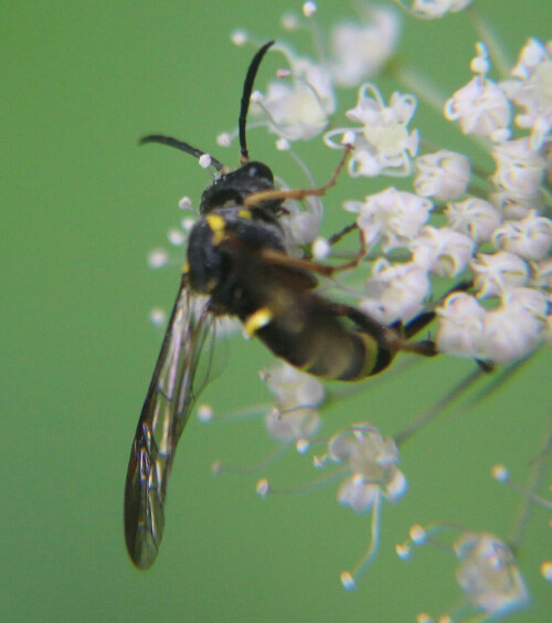 faltenwespe-ancistrocerus-gazella-panzer-1798-1-17710.jpeg