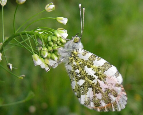 Dieser Falter saugt den Nektar aus der Blüte

Aufnameort: Stadtlohn
Kamera: AL 530 zoom Kamera