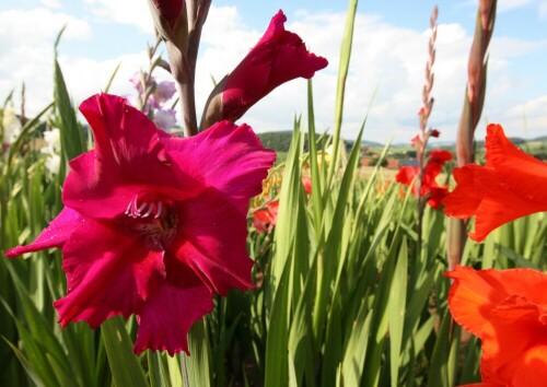 Das Bild entstand auf einem Blumenacker

Aufnameort: Am Gumpener Kreuz / Odenwald
Kamera: Canon 450D