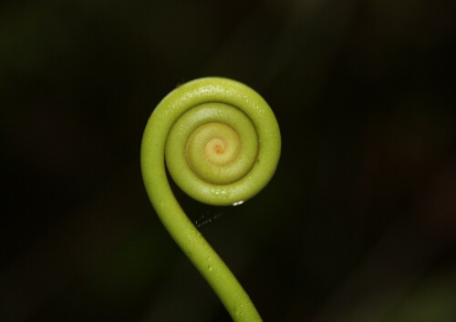 Ein Farn im Regenwald von Monteverde

Aufnameort: Monteverde - Costa Rica
Kamera: Canon 450D