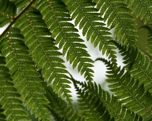 Eine uralte Pflanzengattung und schön dazu.

Aufnameort: Kew Garden London
Kamera: Sony Alpha 7/II