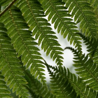 farnwedel-im-detail-28668