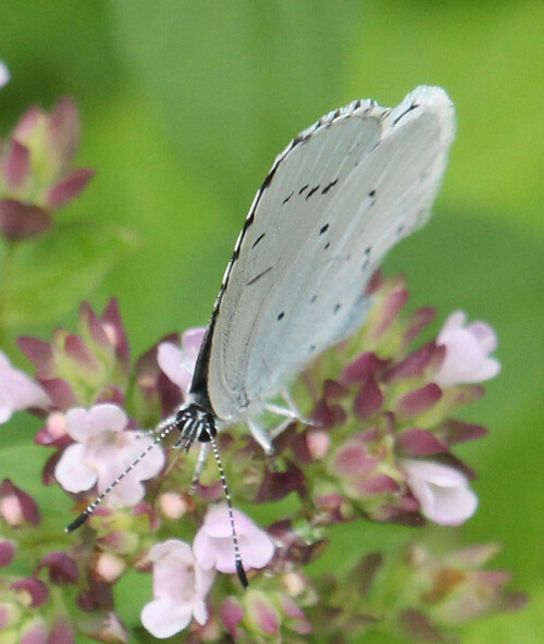 faulbaum-blauling-celastrina-argiolus-l-1758-17637.jpeg