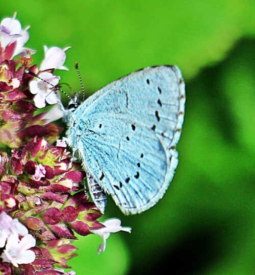 faulbaum-blauling-celastrina-argiolus-l-1758-19488.jpeg