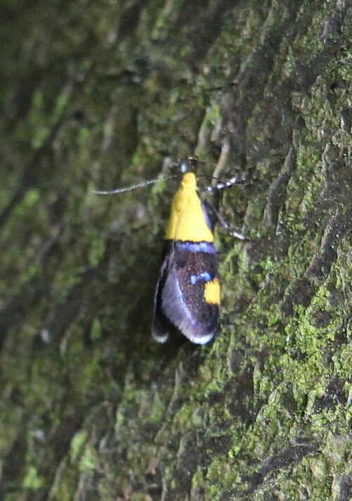 faulholzmotte-oecophora-bractella-l-1758-14223.jpeg