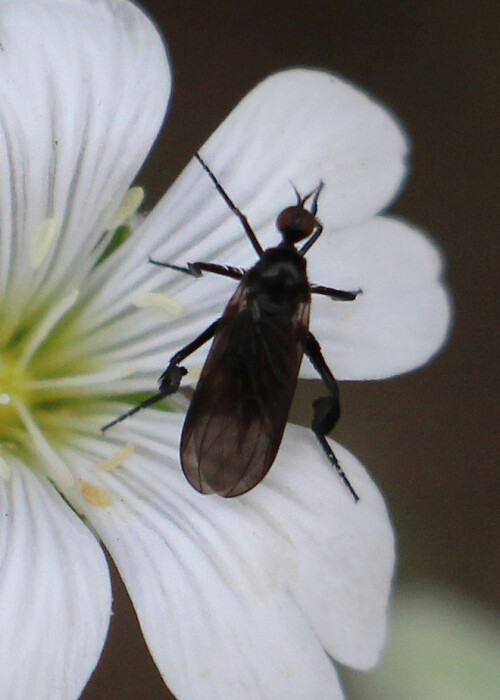 federbeinige-tanzfliege-empis-pennipes-l-1758-14180.jpeg