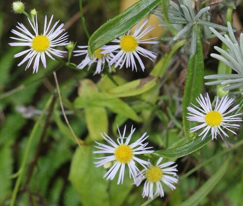 Eine Blume, die etwas an ein größeres Gänseblümchen vielleicht erinnert, aber deutlich schmalere Blütenkronblätter besitzt.
https://de.wikipedia.org/wiki/Feinstrahl

Aufnameort: Eiershausen Rabatte an der Straße Lei
Kamera: Canon EOS 700D