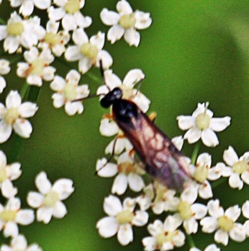 Die Feld-Blattwespe gehört zu den Echten Blattwespen(Tenthredinidae).
Sie kann vom Mittelmeer bis zum Süden von Skandinavien vorkommen.
Ferner ist sie auch in Asien anzutreffen.
Sie besucht gerne Doldenblütler und hält sich bei ausreichender Feuchtigkeit an Waldrändern, Hecken, Gebüschen, in Gärten, Parkanlagen; sogar auf Trockenrasen oder Feuchtwiesen auf.
https://de.wikipedia.org/wiki/Feld-Blattwespe

Aufnameort: Eiershausen Schwarzbachtal
Kamera: Canon EOS 1300D