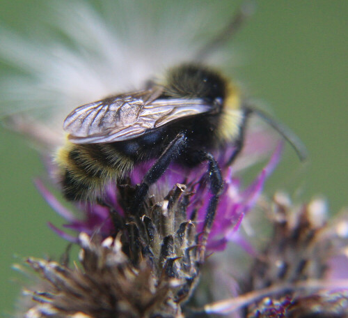 feld-kuckuckshummel-bombus-campestris-panzer-1801-17741.jpeg