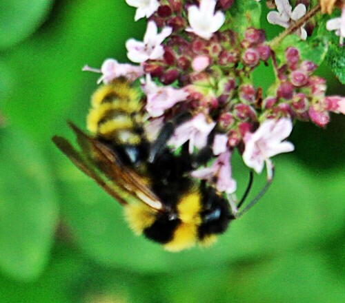 feld-kuckuckshummel-bombus-campestris-panzer-1801-19489.jpeg