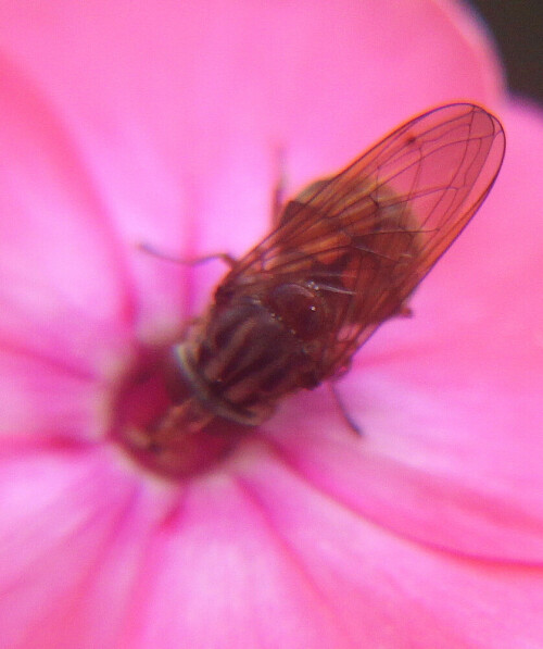 Eine Schwebfliege, die auch durch ihren typischen vorgezogenen Mundrand(ähnlich einem Vogelschnabel) auffallen kann.
http://www.insektenbox.de/zweifl/feldsc.htm

https://www.youtube.com/watch?v=u3PlbiNz0YE
https://www.youtube.com/watch?v=mJ3QudaqpmY
https://www.youtube.com/watch?v=Q3lb61t8MdE
u. a.

Aufnameort: Eiershausen Garten
Kamera: Canon EOS 700D