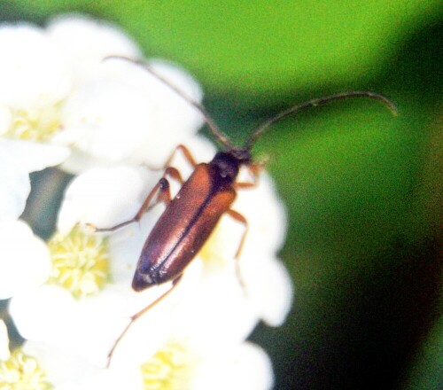 feldahorn-bock-alosterna-tabacicolor-de-geer-1775-20763.jpeg