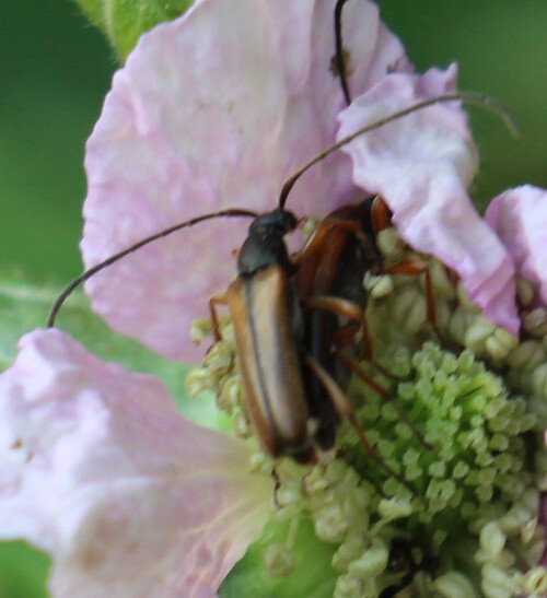 feldahorn-bock-alosterna-tabacicolor-in-kopula-17269.jpeg