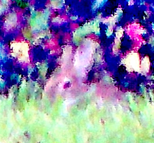 feldhase-lepus-europaeus-l-1758-23558.jpeg