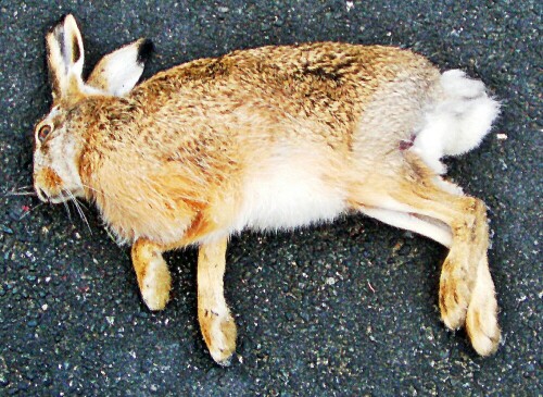 feldhause-lepus-europaeus-pallas-1778-19977.jpeg