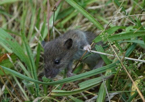 Auf dem Otto-Leege Pfad auf Juist zeigte sich eine kleine Feldmaus sehr anhänglich und krabbelte sogar das Bein hinauf. Eine Aufnahme zeigt sie beim Krabbeln durchs Gras. Sommer 2019.

Aufnameort: Juist Otto Leege Pfad
Kamera: Sony Alpha 7/II