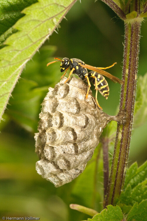 

Aufnameort: FRA, Gard (30), Anduze
Kamera: Nikon D300, Sigma 3,5/180 Macro, Blitz