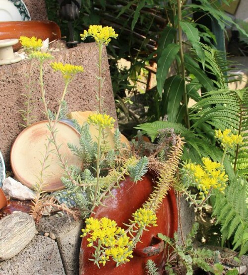 Ein Sedumgewächs, das mit Hilfe von Herrn Dieter Schneider als Felsen-Fetthenne(Sedum rupestre(L.)) bestimmt wurde.
(Jedoch wird als Wuchshöhe 10-20cm angegeben, die hiesigen Triebausläufer erreichen jedoch Längen von bis 80 cm.)
https://de.wikipedia.org/wiki/Felsen-Fetthenne

Aufnameort: Eiershausen Treppe
Kamera: Canon EOS 700D