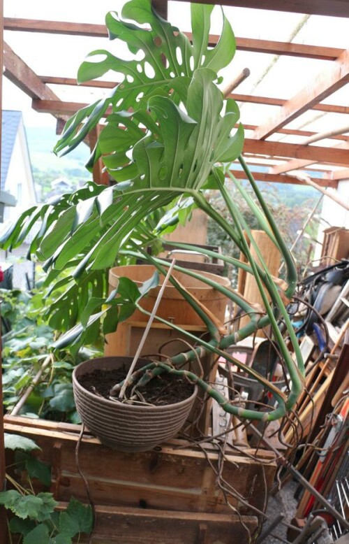 fensterblatt-monstera-15028.jpeg