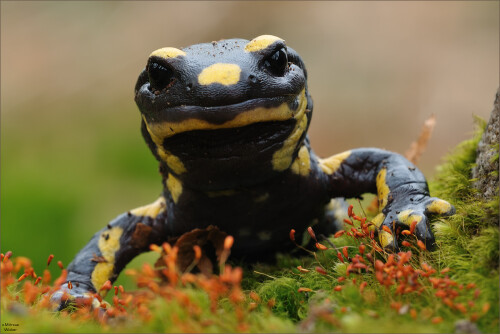 Seit meiner Jugend fasziniert mich die Welt der Amphibien und Reptilien.Im zeitigen FrÃ¼hjahr habe ich eine besondere MÃ¶glichkeit geboten bekommen.

Aufnameort: NRW
Kamera: Nikon D300