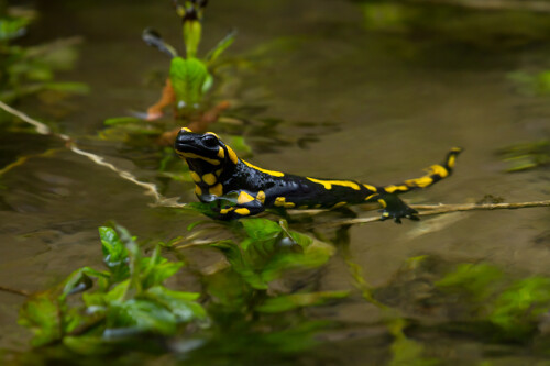 Weibchen bei der Geburt ihrer Larven.

Aufnameort: Fränkische Schweiz
Kamera: eos 7D, 300mm