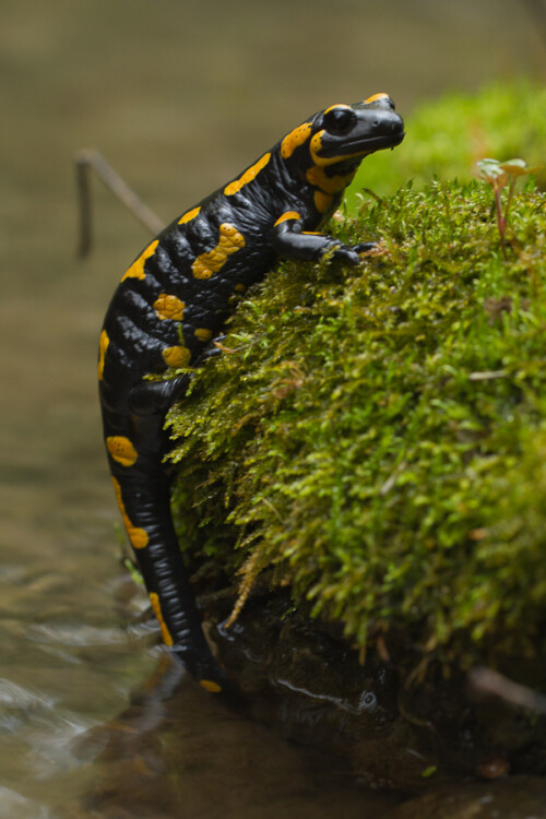 

Aufnameort: Fränkische Schweiz
Kamera: eos 7D, 100mm