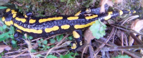 Feuersalamander können sich über ein Sekret ihrer Hautdrüsen vor Fressfeinden etwas wehren. Ferner schützt sie dieses vor Verpilzung ihrer Haut.
http://de.wikipedia.org/wiki/Feuersalamander

Aufnameort: Eiershausen Garten
Kamera: Digitaler Full-HD-Camcorder mit Touchscreen Medion Life