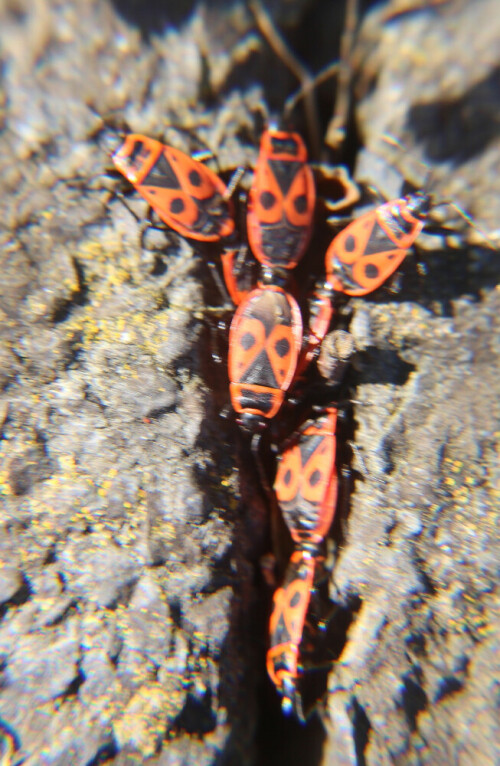 feuerwanzen-pyrrhocoris-apterus-l-16919.jpeg