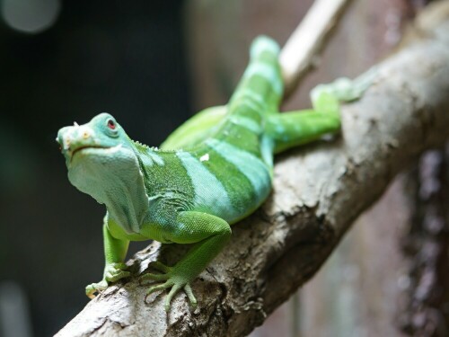 

Aufnameort: Kölner Zoo
Kamera: Sony Alpha 7/II