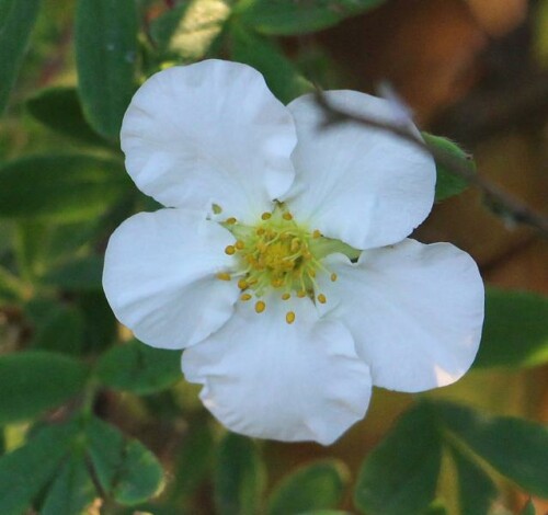 Der Fingerstrauch trägt häufig gelbe Blüten, es gibt ihn aber auch mit weißen Blüten. Damit ähnelt er eher Rosengewächsen.
z. B. :
http://www.eggert-baumschulen.de/products/de/Laubgehoelze/deutsch-botanisch/F/Potentilla-fruticosa-Abbotswood.html?XTCsid=7b87992cab9dafb2ef19207b448b167d

Aufnameort: Eiershausen Garten
Kamera: Canon EOS 700D