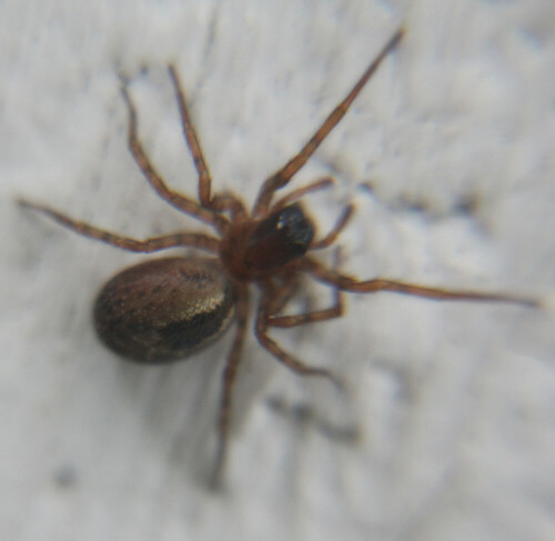 Eine Finsterspinne, die äußerlich einer Trichterspinne ähneln kann.
Sie bevorzugt die Nähe von Pinien bzw. Kiefern, unter deren lockeren Rinde bzw. Borke sie sich gerne aufhält. Ferner unter Moos und Steinen, Felsenritzen oder mancherorts sogar im Gebäundeinnern.
https://en.wikipedia.org/wiki/Amaurobius

Ein kleiner Videoclip zu jener Art:
https://www.youtube.com/watch?v=K4AG3rM7vl8

Aufnameort: Eiershausen  Wand
Kamera: Canon EOS 700D