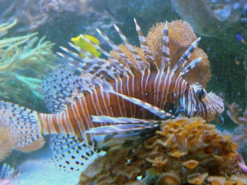 fische-im-aquarium-21714.jpeg