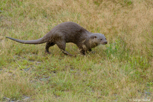 fischotter-lutra-lutra-beim-landgang-30707.jpeg