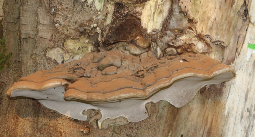 Ein Pilz an Holz, der als Schwächeparasit bzw. Saprobiont(Zersetzer) aufgefasst wird.
https://de.wikipedia.org/wiki/Flacher_Lackporling

https://www.youtube.com/watch?v=sh6CzNbRtks
https://www.youtube.com/watch?v=k1arhL7SFoM
https://www.youtube.com/watch?v=XrWiAKJCZWE
u. a.

Aufnameort: Eiershausen 3. Hirschbergweg
Kamera: Canon EOS 700D