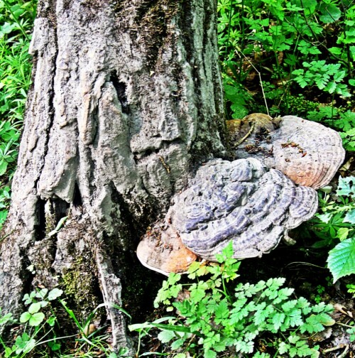 Eine Art Porling, die oft an Holz - wie hier einem Obstbaum - eine weitere Schwächung des Wirtes bewirkt.
https://de.wikipedia.org/wiki/Lackporlinge

Aufnameort: Wissenbach im Nordosten Weiden
Kamera: Canon EOS 1300D