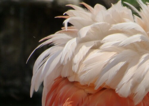 flamingo-im-detail-als-hut-17226.jpeg