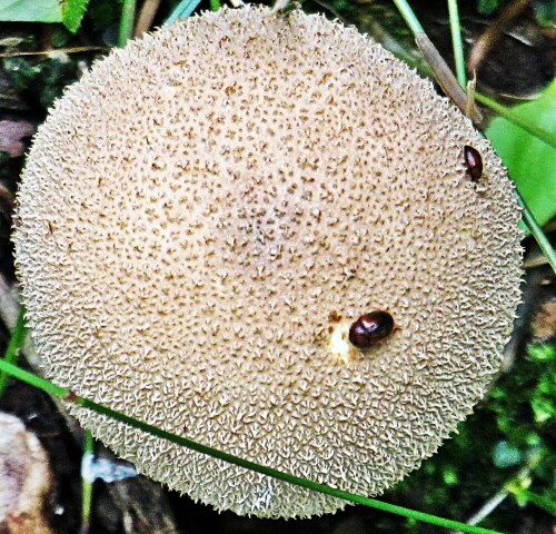 flaschen-staubling-lycoperdium-19493.jpeg