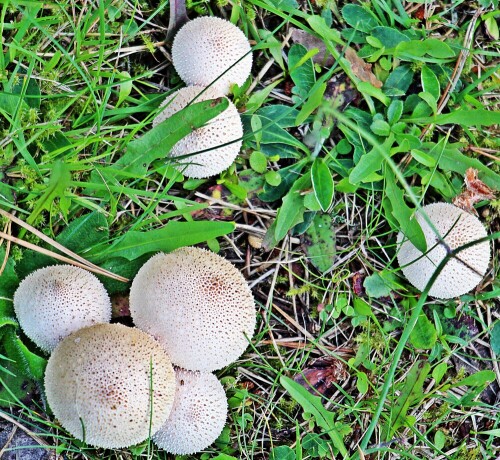 flaschen-staubling-lycoperdium-perlatum-pers-19492.jpeg