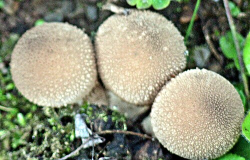 Eine Pilzart, die zu den Champignonsverwandten(Agaricaceae) gehören.
https://de.wikipedia.org/wiki/Flaschen-Stäubling

Aufnameort: Eiershausen Gartem
Kamera: Canon EOS 1300D