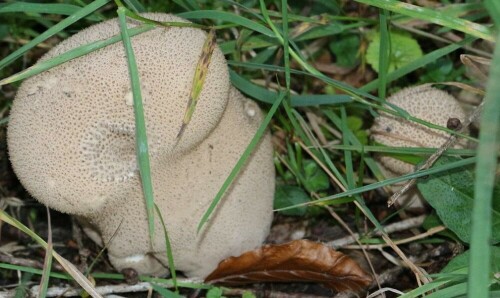 Wie der Name des Pilzes bereits erahnen lässt, erinnert der Fruchtkörper des Pilzes an eine Birne etwas.
https://de.wikipedia.org/wiki/Flaschen-St%C3%A4ubling

Aufnameort: Eiershausen Hirschbergwald
Kamera: Canon EOS 700D